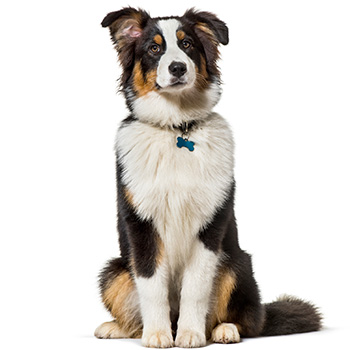 Australian Shepherd