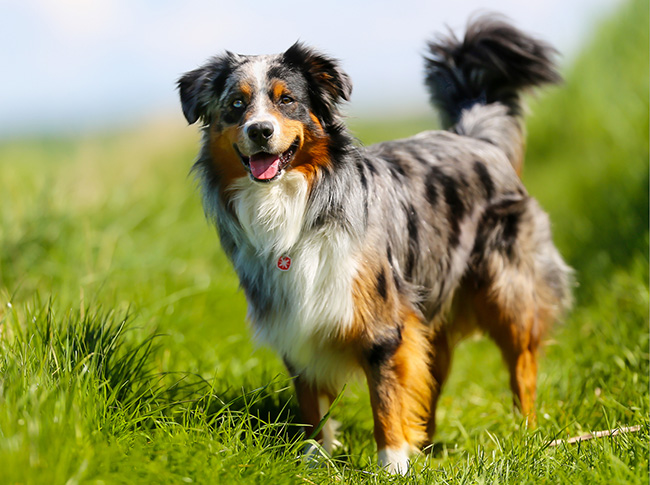 Australian Shepherd