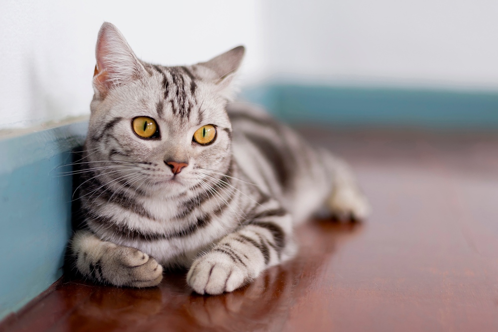 american shorthair cat on floor