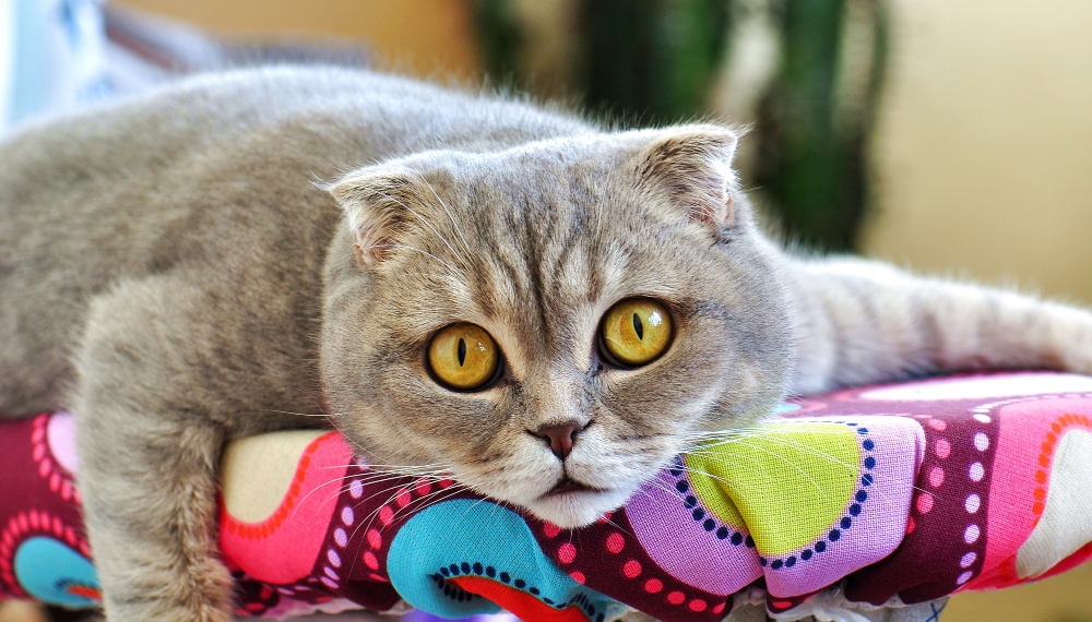 gray scottish fold cat