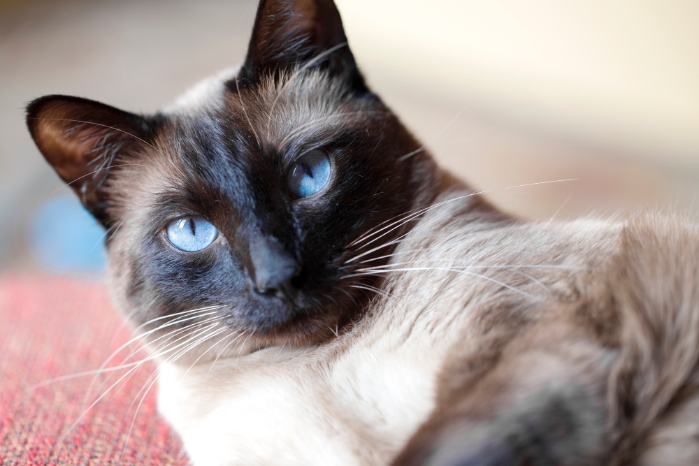 siamese cat