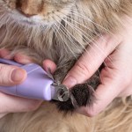 trimming a cat's claws