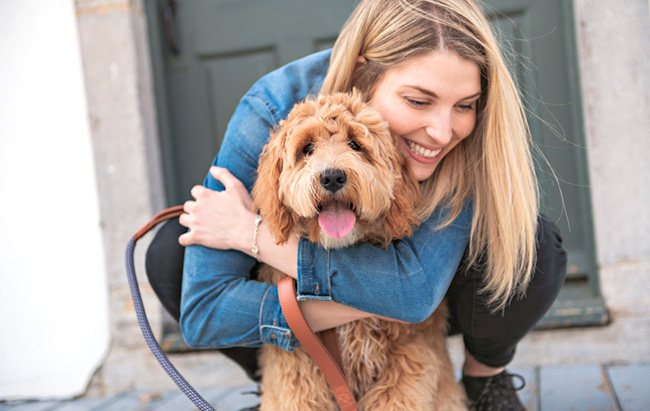 Goldendoodle