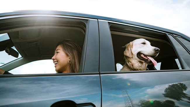 Golden Retriever in car