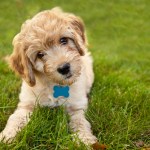 Goldendoodle