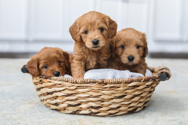 Goldendoodle puppies