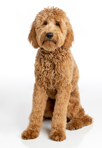 Goldendoodle