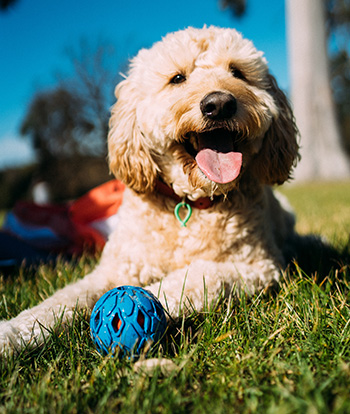 Goldendoodle