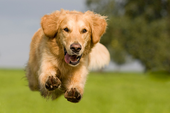 Golden Retriever at play