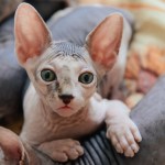 sphynx hairless cat