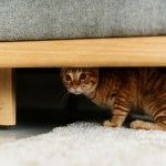 stressed cat hiding under couch