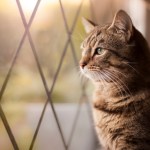 cat looking out the window