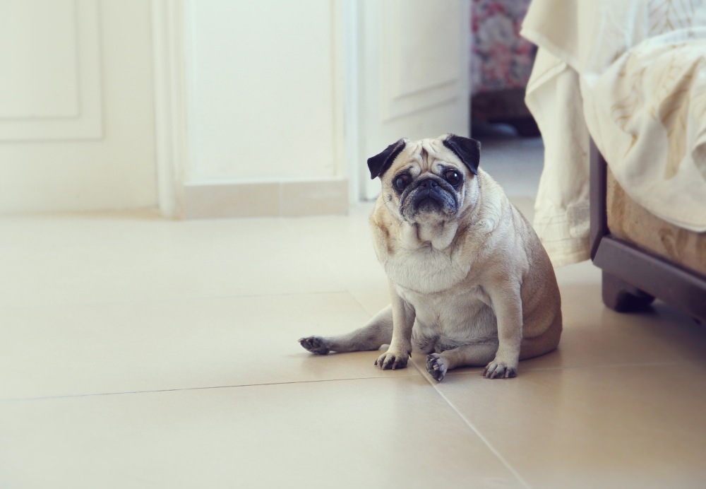 overweight pug dog