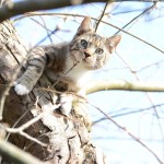 cat in a tree