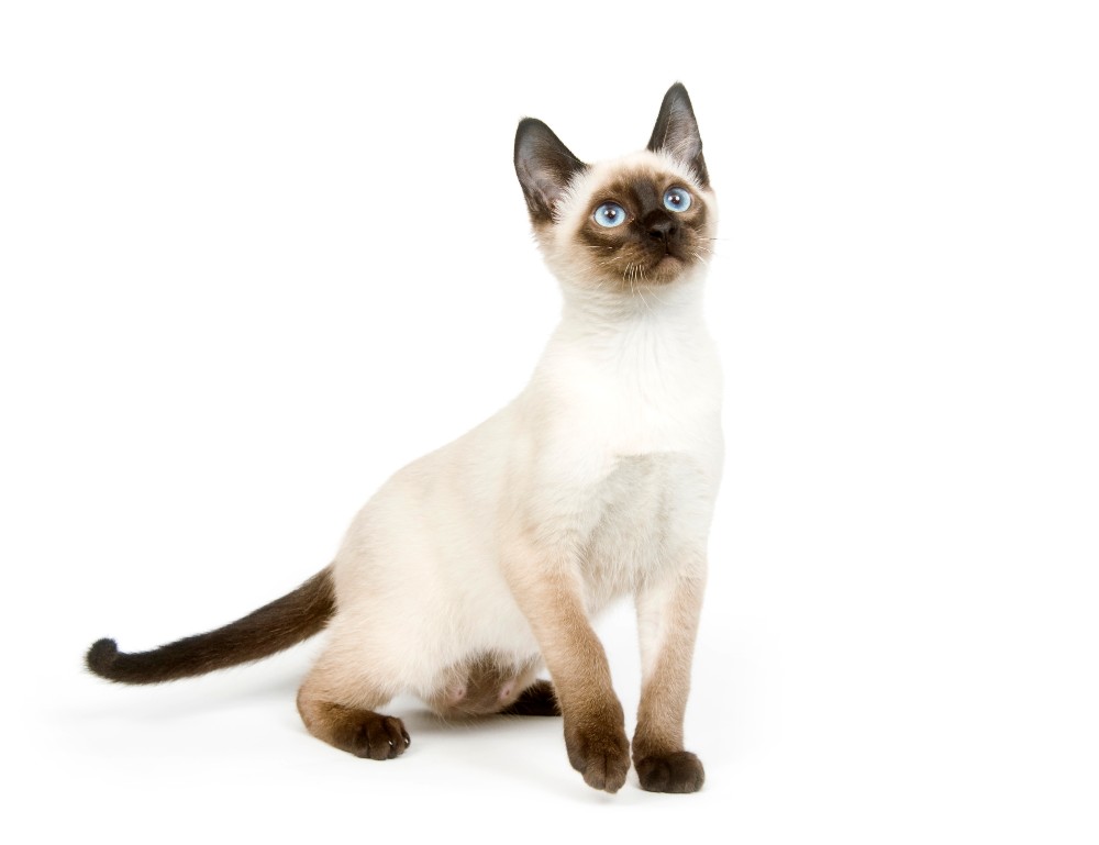 siamese cat