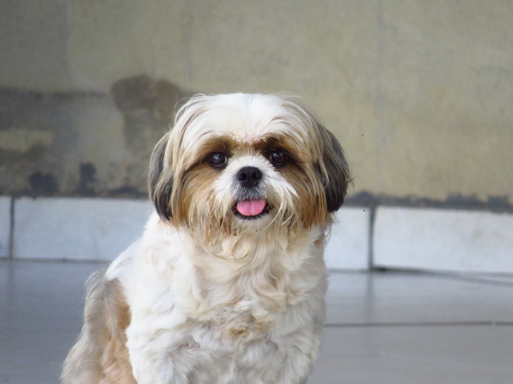 shih tzu dog