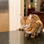 cat on counter