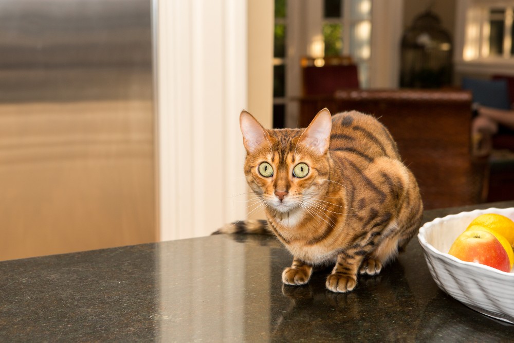 cat on counter