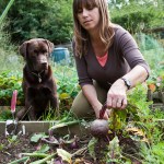 dog in the garden