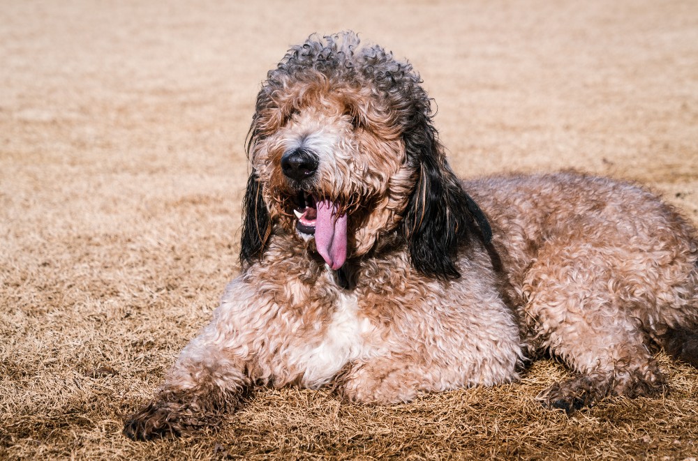 labradoodle at dog park