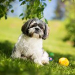 shih tzu dog in grass