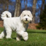 white labradoodle dog in grass