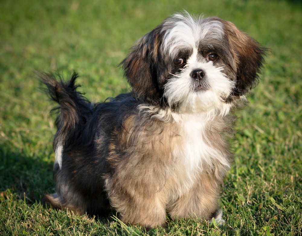 young shih tzu dog in grass