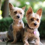 two yorkshire terrier dogs