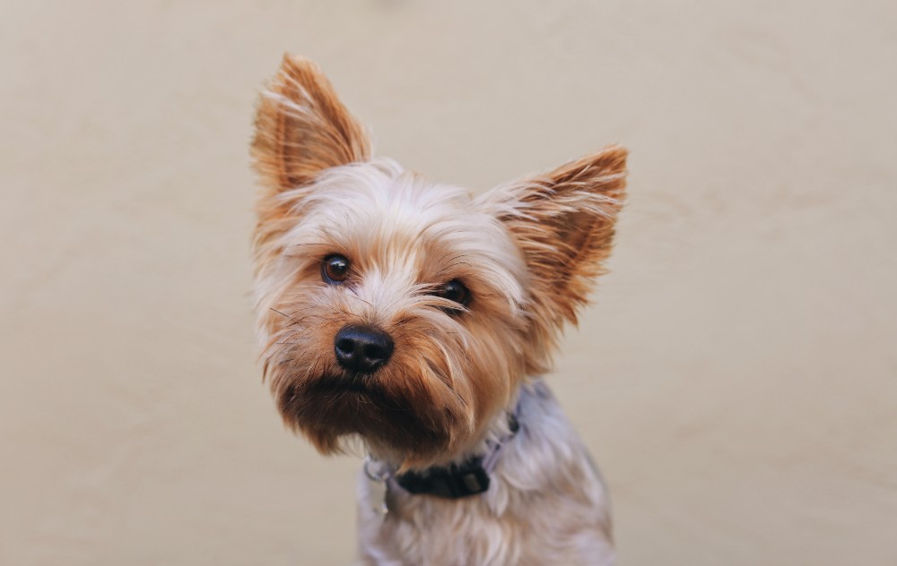 yorkshire terrier dog