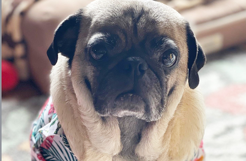 Brutus the pug