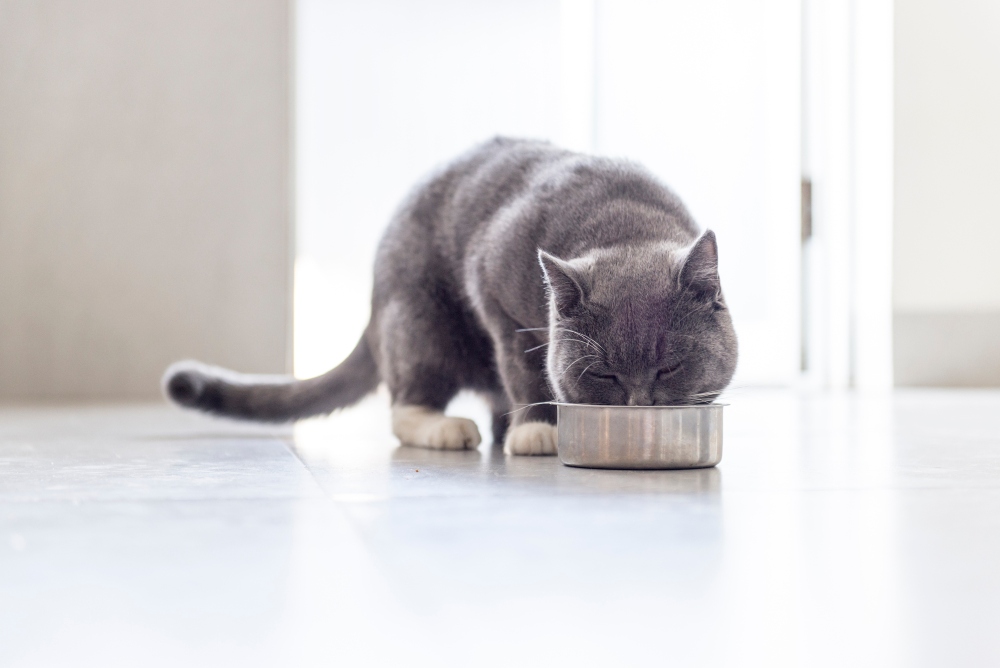 cat eating from a bowl