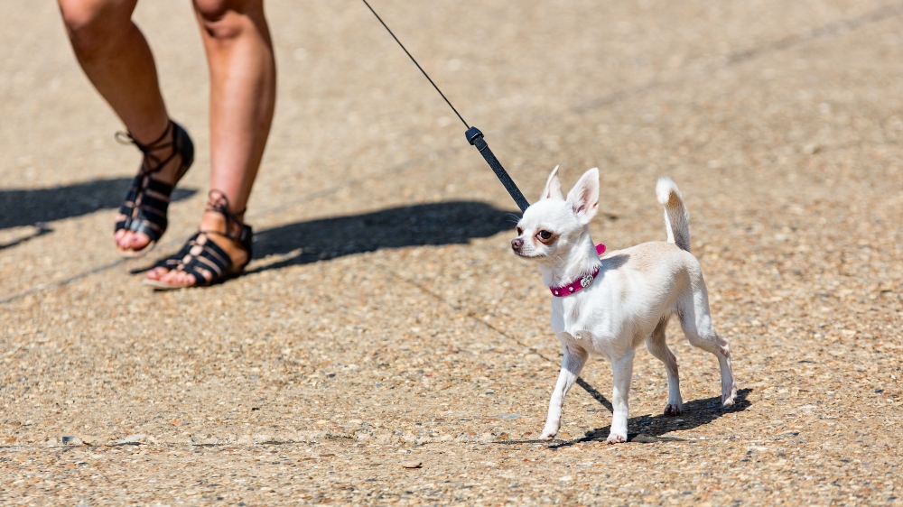 white chihuahua on a walk