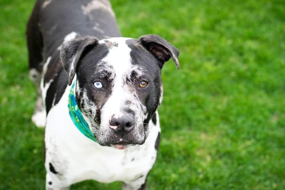 black and white pit bull terrier mix dog