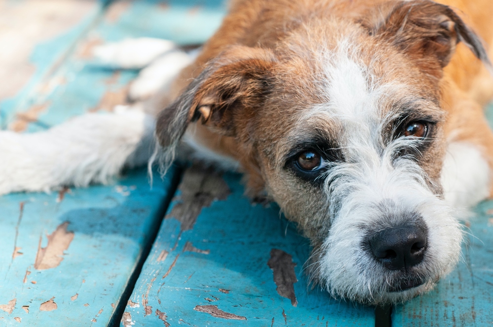 brown and white scruffy terrier dog