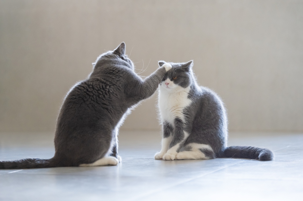 two cats fighting