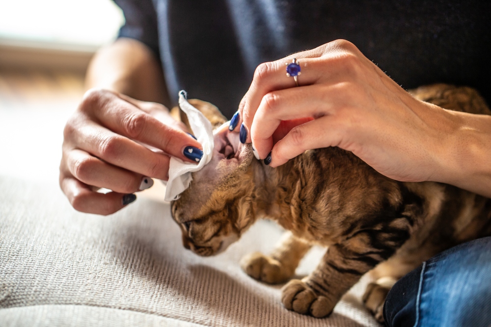 hands cleaning a cats ear