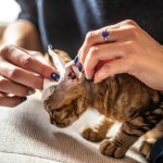 hands cleaning a cats ear