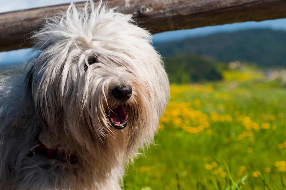 shaggy dog with hair over eyes