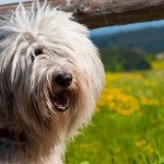 shaggy dog with hair over eyes