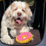 Matilda, a Clumber Spaniel