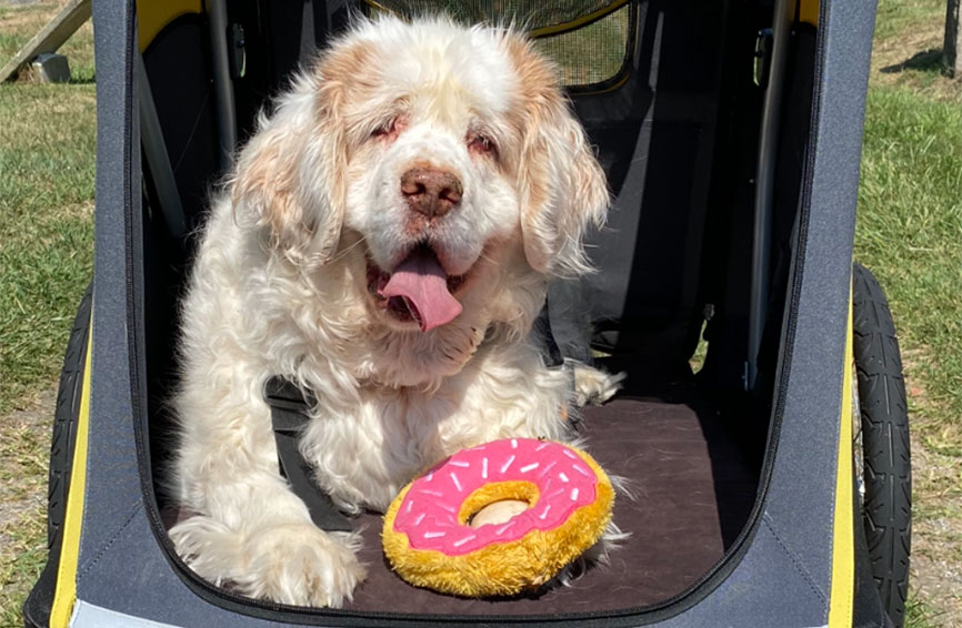 Matilda, a Clumber Spaniel