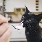 cat licking yogurt spoon