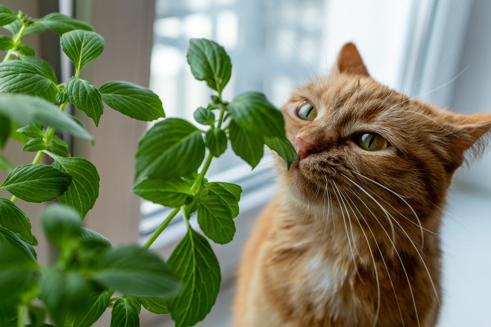 cat sniffing plant