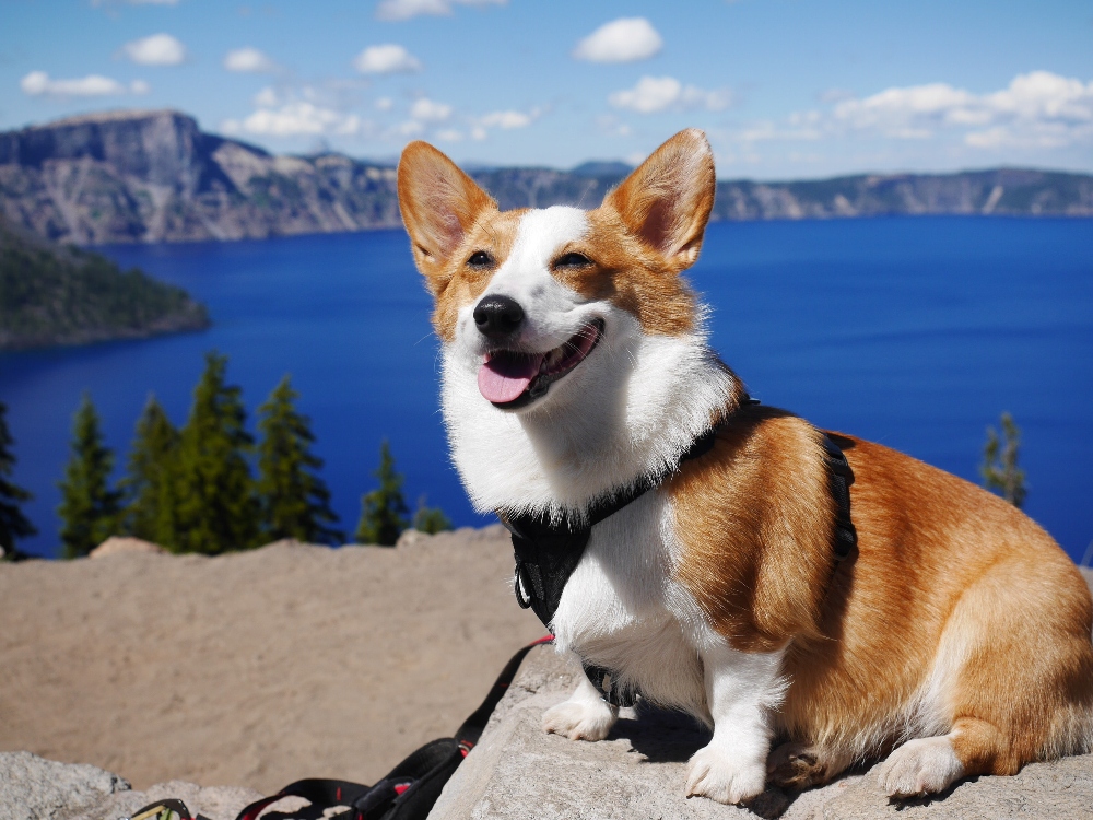 corgi sitting on mountain top