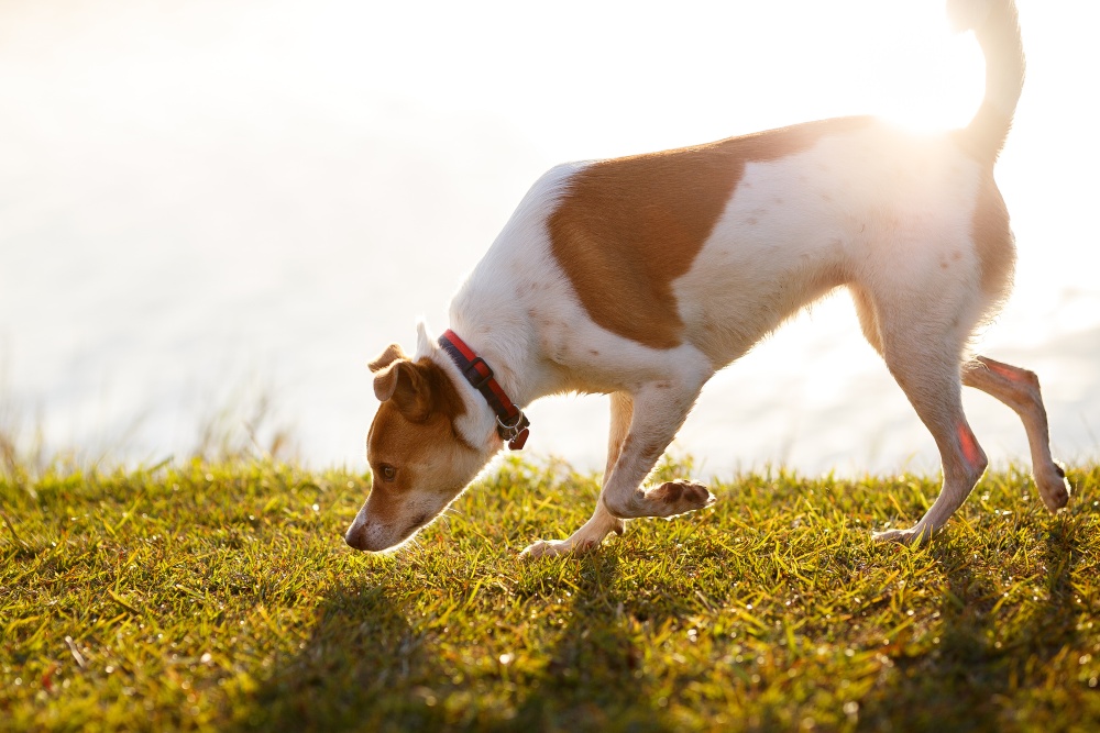 dog sniffing the ground outsde