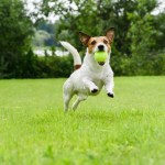 Jack Russell Terrier playing witn green ball