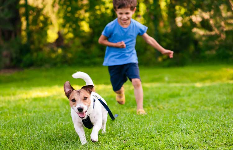 Kid and dog playing 