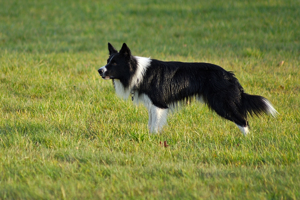 border collie in grass field