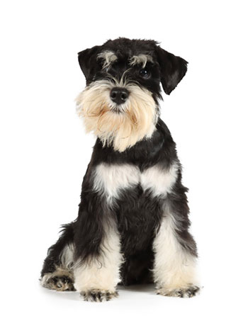 Mini schnauzer