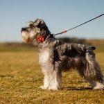 Mini schnauzer